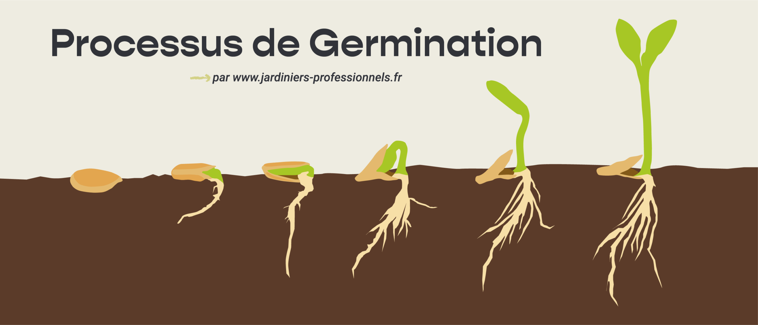 germination semi