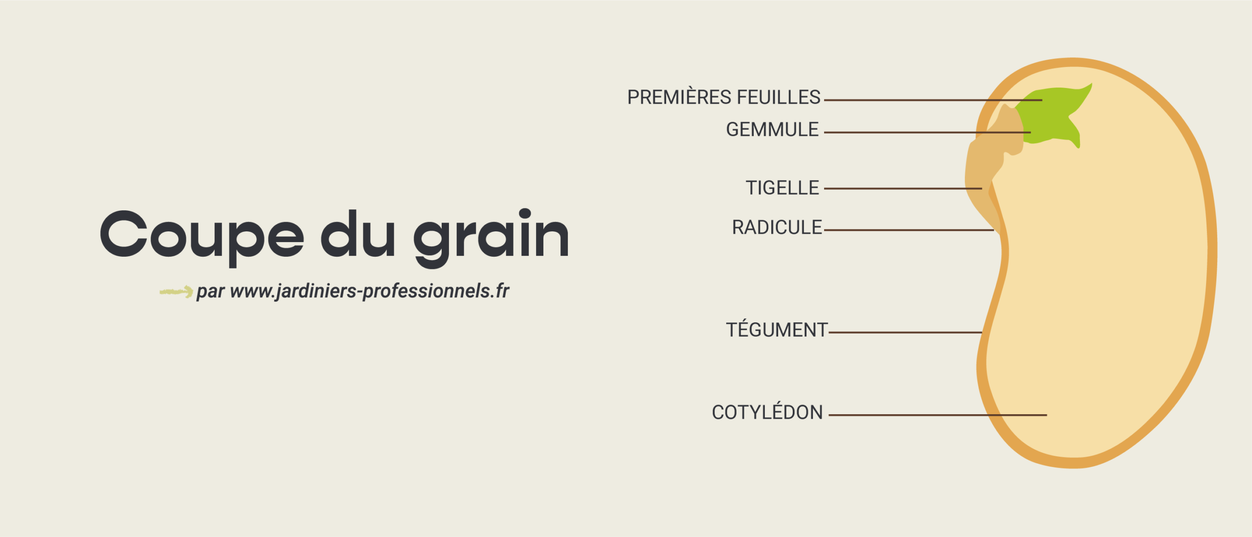 germination graine