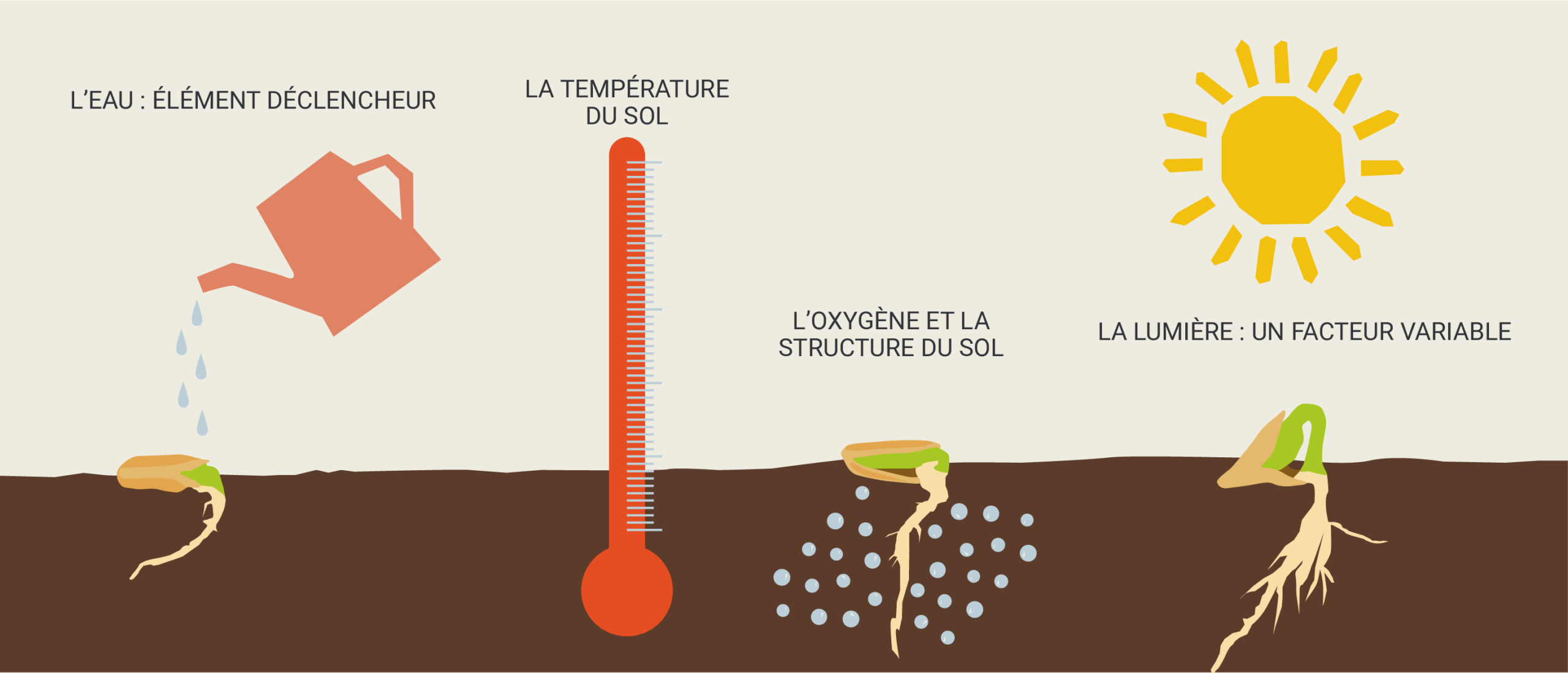 germination potager