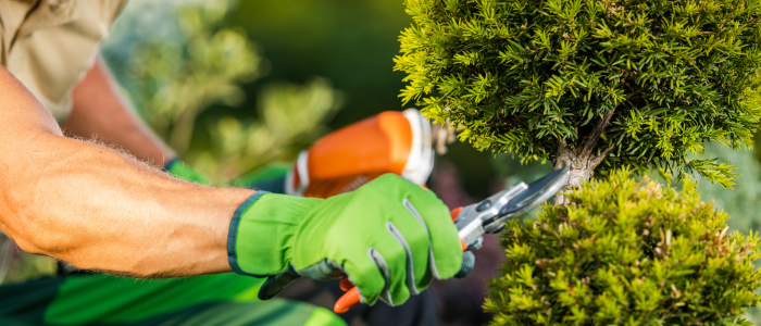 Jardinage SAP