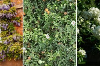 Plantes grimpantes