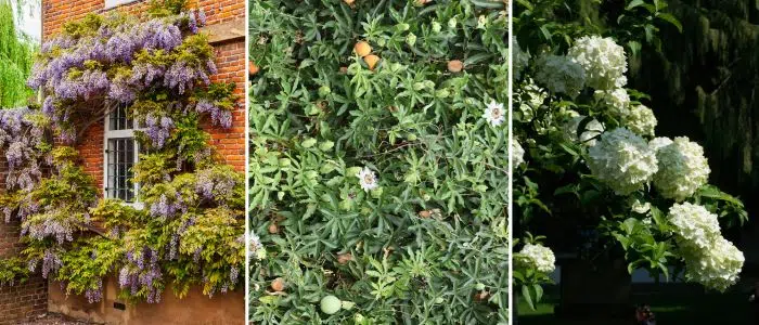 Plantes grimpantes