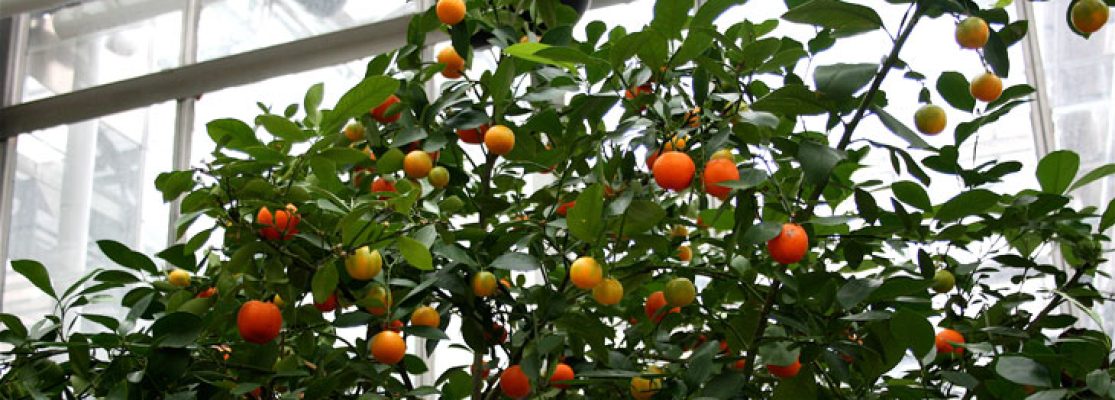 oranger calamondin