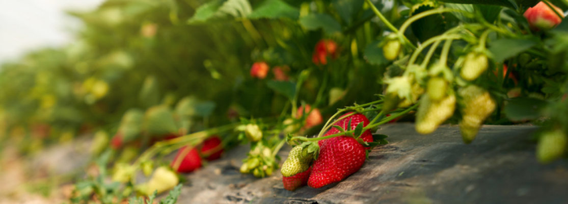 Plantations de fraises