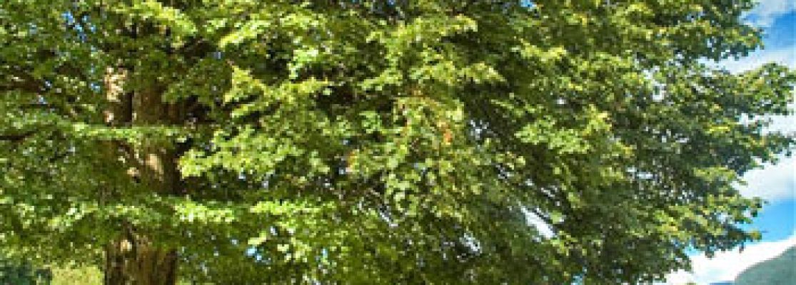 arbre de tilleul culture propriétés et bienfaits - Professionnels A Domicile