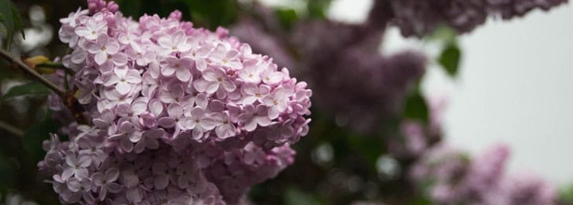 Arbustes Parfumés - 10 Arbustes Parfumés qui Aromatiseront Votre Jardin