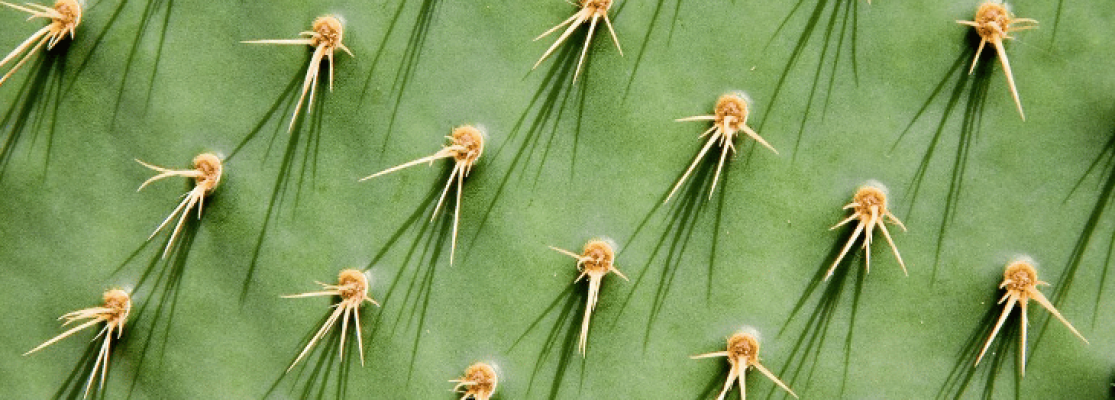 succulentes-cactus