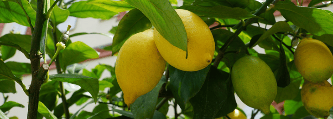 citronnier des 4 saisons : culture et entretien