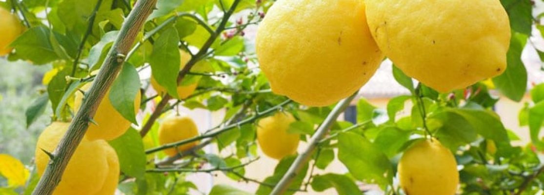 Citronnier des 4 Saisons - Comment Prendre Citronnier 4 Saisons