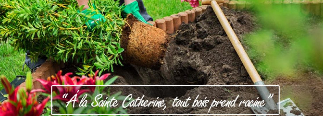 comment-planter-a-la-sainte-catherine-jardiniers-professionnels-2
