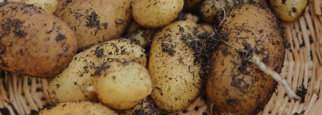 cultiver patates en pot