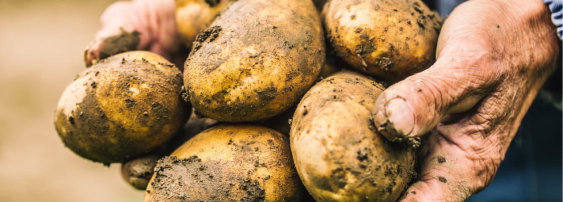 Cultiver pomme de terre