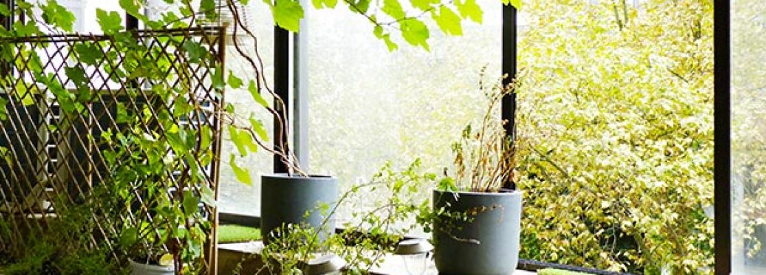 Entretien Plantes Interieur - Jardiniers Professionnels