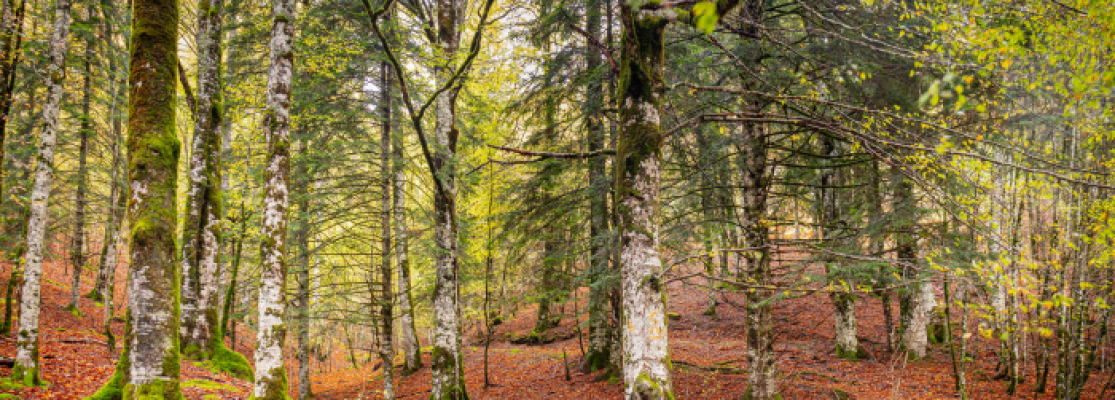 hêtre forêt Iraty