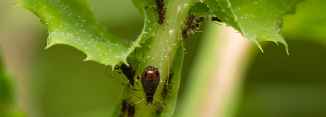 pucerons sur la plante