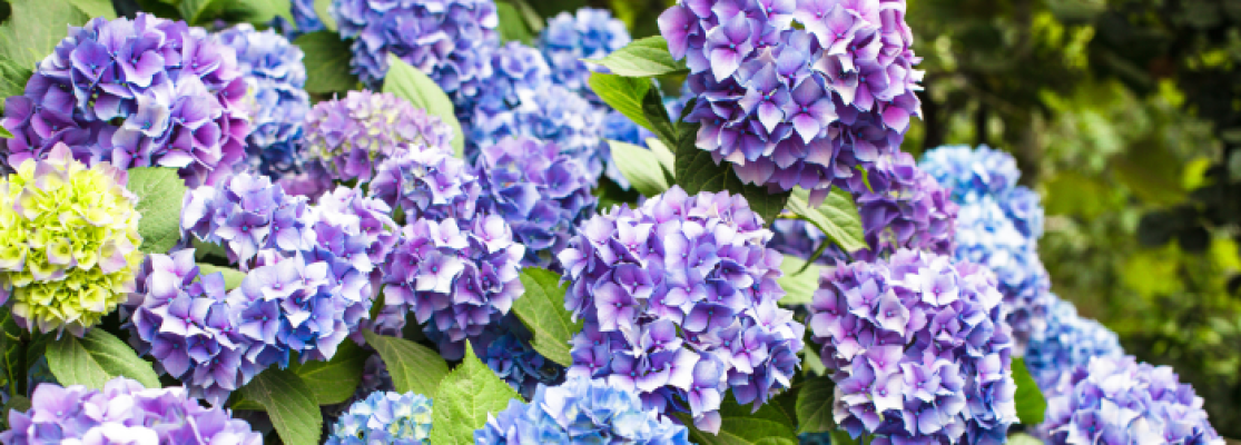 Hortensias automne