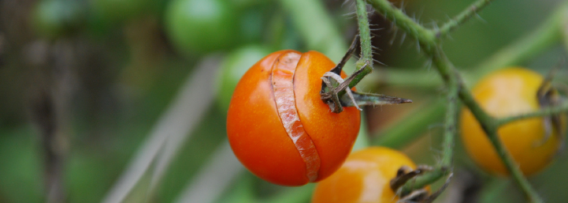 Tomate éclatée