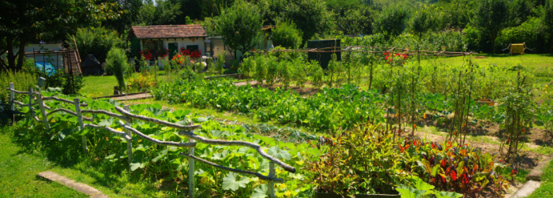 potager_entretien_légumes