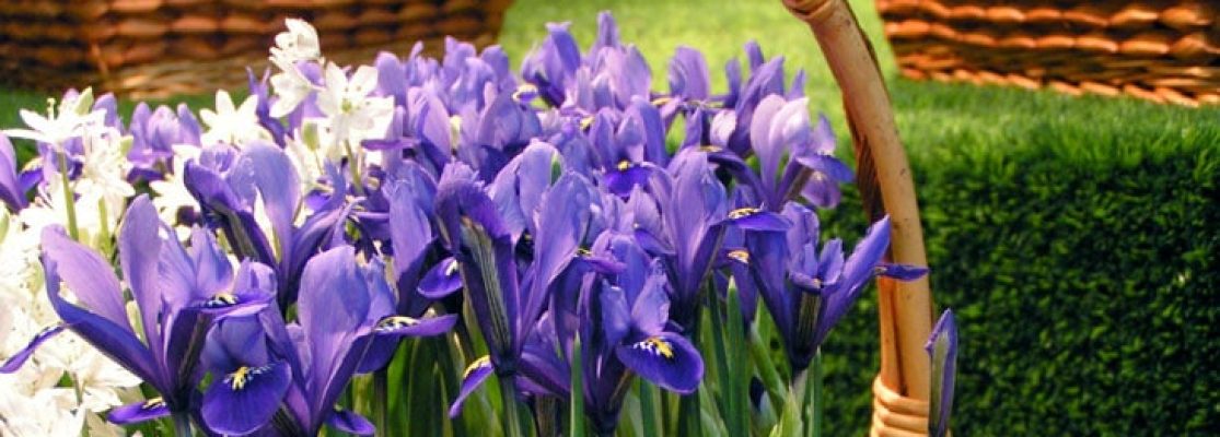 iris bulbeux