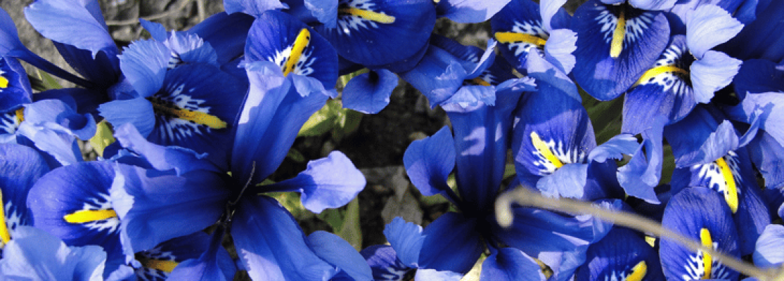 iris - entretien iris - culture iris