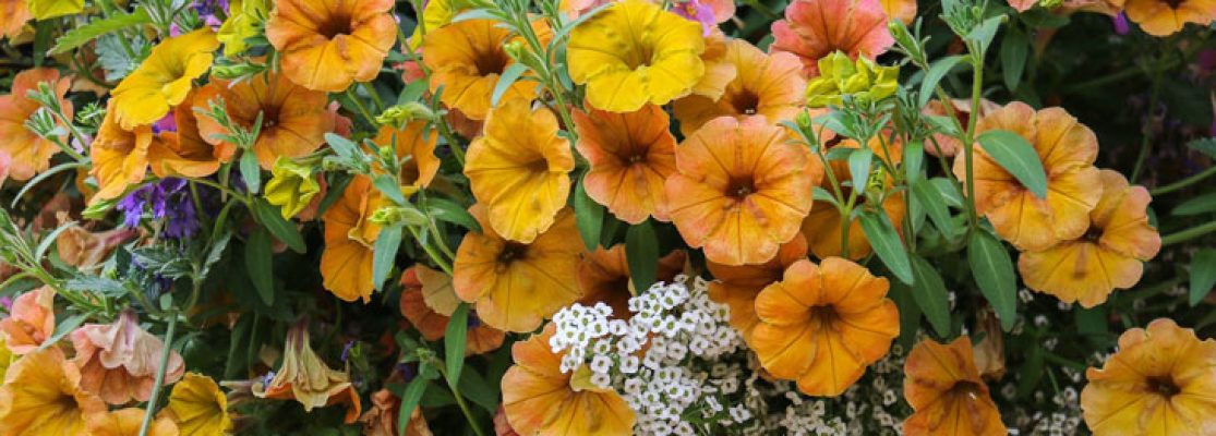Composition de la Jardinière d’été - Entretenir ses Fleurs d’été