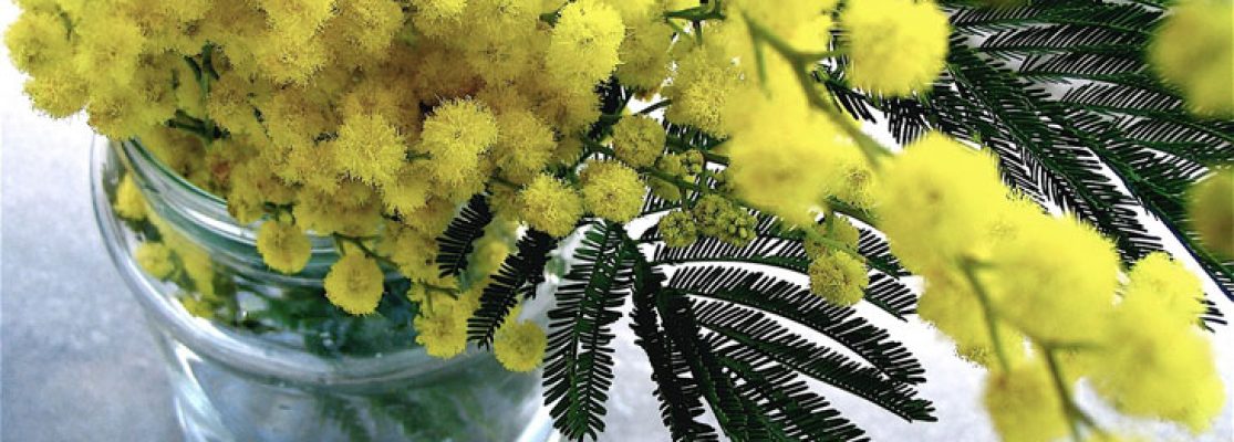 Le Mimosa - Le Messager du Printemps - Culture et Entretien Mimosa