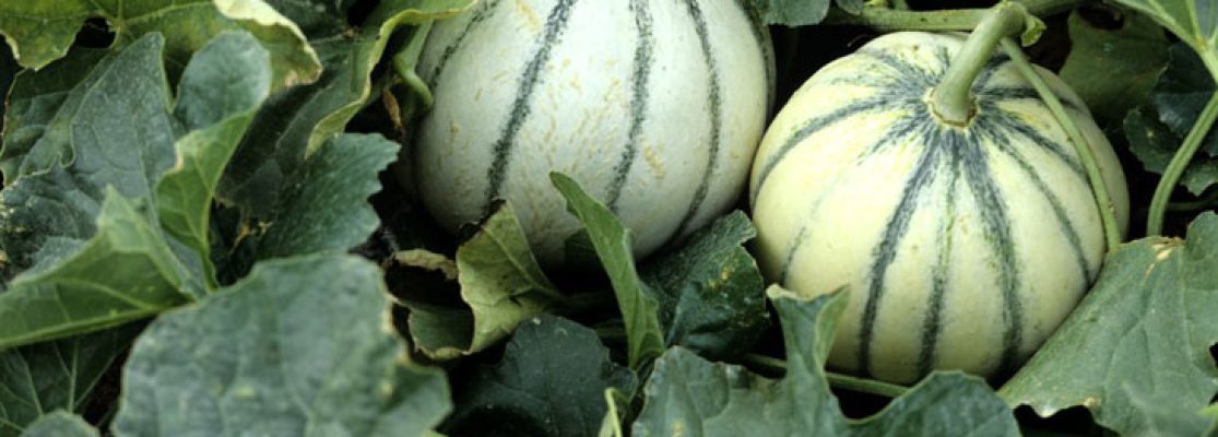 Cultiver le Melon dans son Potager