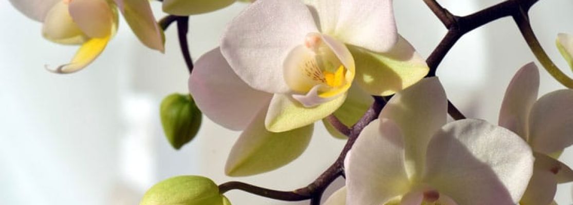 orcComment Faire Refleurir une Orchidée - Faire refleurir une Orchidéehidée