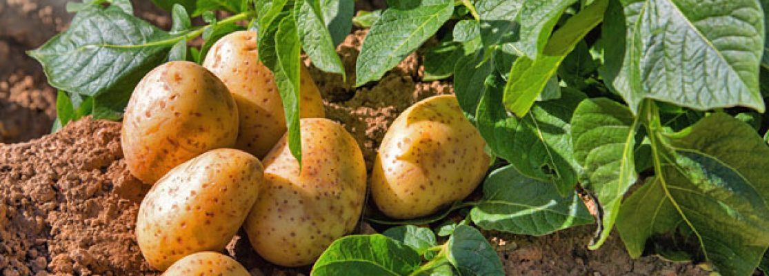 Période pour Planter les Pommes de Terre - Planter des Pommes de Terre en Hiver