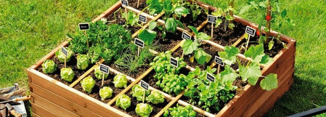 Potager carré - 9 plantes idéales à cultiver