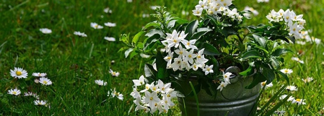 solanumSolanum Jasminoides - Solanum Rantonetti fleurs blanches