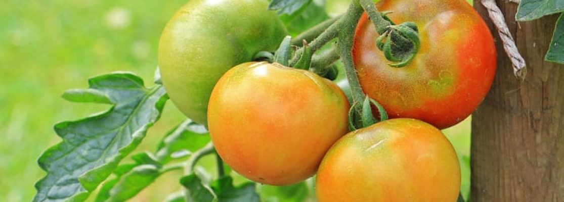 tuteurs pour tomates